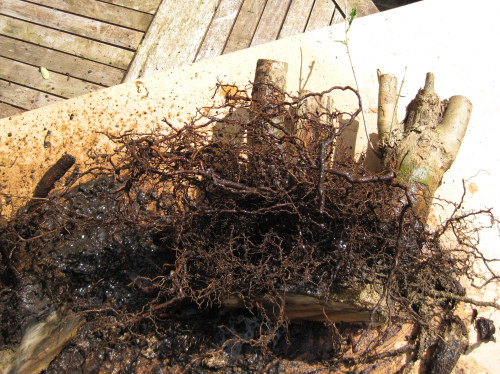 chopping the base of a privet stump